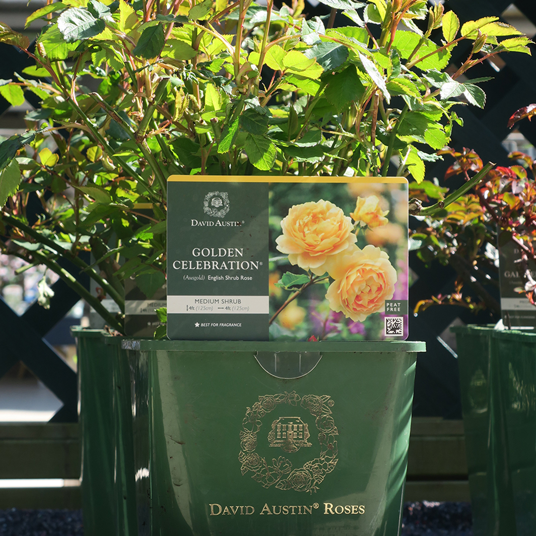 DA Golden Celebration 2