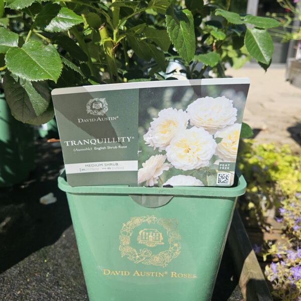 The David Austin - TRANQUILLITY Please email info@alnwickgarden for availability